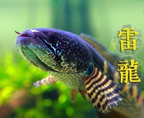 奶茶雷龍可以混養(yǎng)什么魚：奶茶雷龍魚在混養(yǎng)時(shí)應(yīng)選擇體型相近或略大的魚類混養(yǎng)