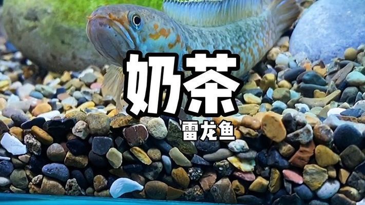 奶茶雷龍可以混養(yǎng)什么魚：奶茶雷龍魚在混養(yǎng)時(shí)應(yīng)選擇體型相近或略大的魚類混養(yǎng)