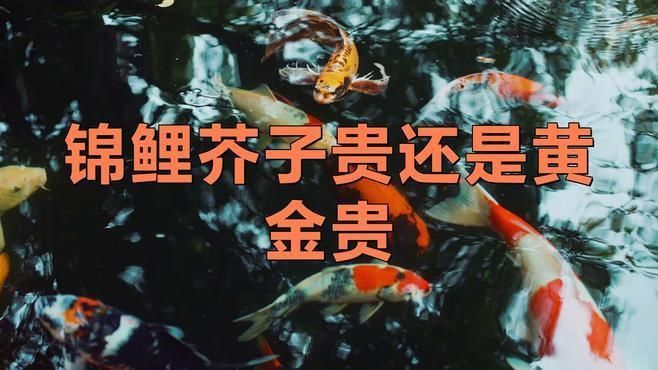 錦鯉介子貴還是黃金貴