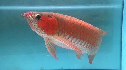 一條60公分的紅龍魚需要多大魚缸養紅龍魚的生長需求：一條60公分的紅龍需要多大魚缸養 一條60公分的紅龍魚需要多大魚缸養紅龍魚的生長需求：一條60公分的紅龍需要多大魚缸養 龍魚百科 第2張