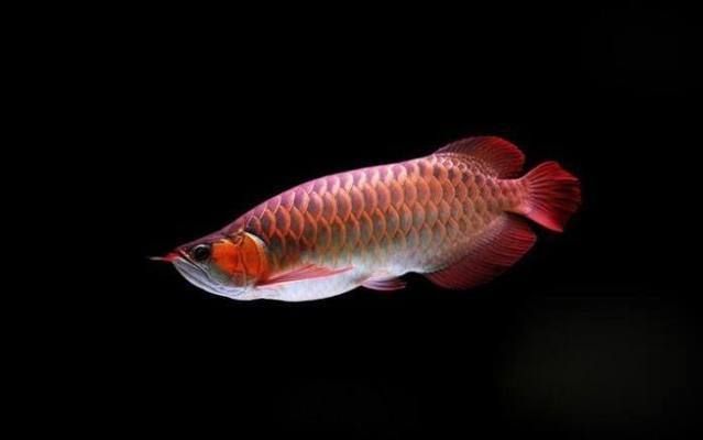 龍魚品級劃分標(biāo)準(zhǔn)是什么（金龍魚的品級劃分標(biāo)準(zhǔn)） 龍魚品級劃分標(biāo)準(zhǔn)是什么（金龍魚的品級劃分標(biāo)準(zhǔn)） 龍魚百科 第3張