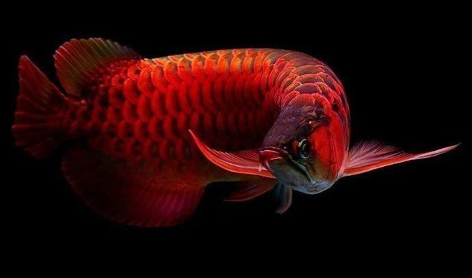 龍魚品級劃分標(biāo)準(zhǔn)是什么（金龍魚的品級劃分標(biāo)準(zhǔn)） 龍魚品級劃分標(biāo)準(zhǔn)是什么（金龍魚的品級劃分標(biāo)準(zhǔn)） 龍魚百科 第5張
