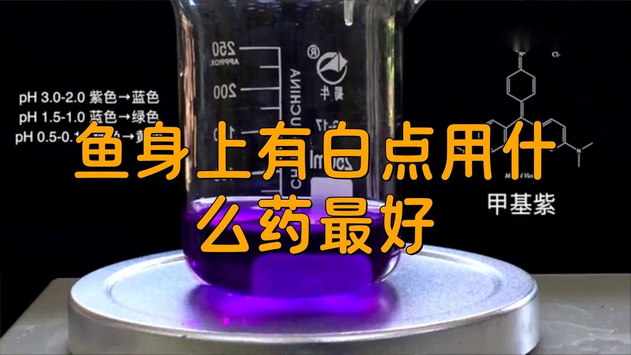 銀龍魚身上有白點是怎么回事圖片