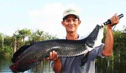 金龍魚黑龍魚哪個好養：金龍魚和金龍魚的飼養難度對比金龍魚和黑龍魚的飼養難度對比