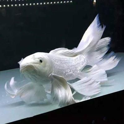 錦鯉魚論壇