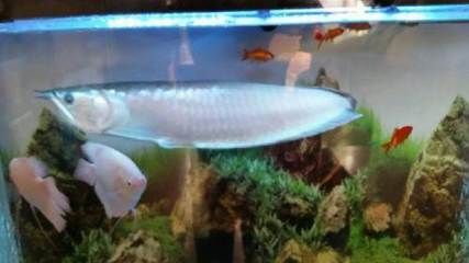 成年銀龍魚是多少公分（成年銀龍魚能長多大銀龍魚一年能長多大銀龍魚能長多大） 成年銀龍魚是多少公分（成年銀龍魚能長多大銀龍魚一年能長多大銀龍魚能長多大） 龍魚百科 第2張