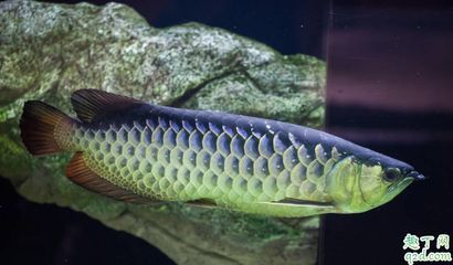 龍魚喂小魚好嗎：喂小魚時有其優點也有缺點在于小魚的營養含量豐富