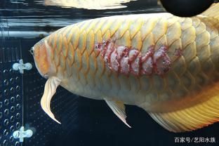 龍魚(yú)鱗片爛了：關(guān)于龍魚(yú)鱗片爛了的詳細(xì)解析