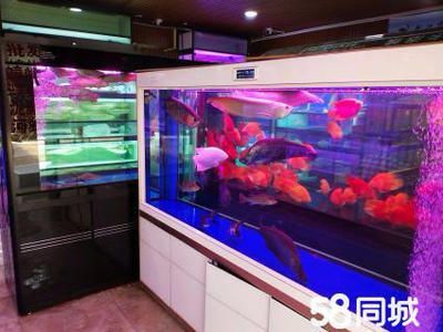 武漢魚缸批發市場（武漢魚缸市場主要有光谷、南湖和漢正街三個地方）