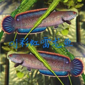 巴卡雷龍魚多少錢一條？（巴卡雷龍魚價(jià)格大致在國內(nèi)市場上的價(jià)格大致在以下幾個(gè)區(qū)間）