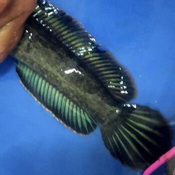 巴卡雷龍魚多少錢一條？（巴卡雷龍魚價(jià)格大致在國內(nèi)市場上的價(jià)格大致在以下幾個(gè)區(qū)間）