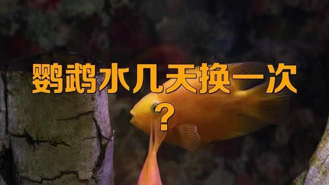 龍魚和鸚鵡魚混養(yǎng)需要多久換一次水？