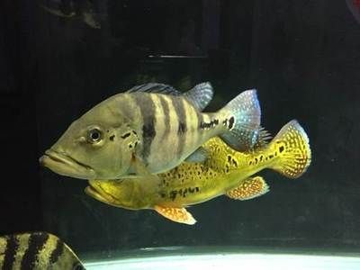 龍魚虎魚鳳魚哪個好養(yǎng)：龍魚、虎魚、鳳魚哪個好養(yǎng)