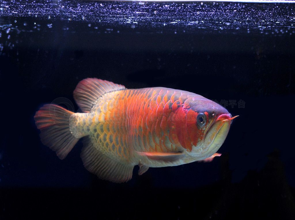 龍魚編號900172210519178【如何查詢特定的龍魚編號】