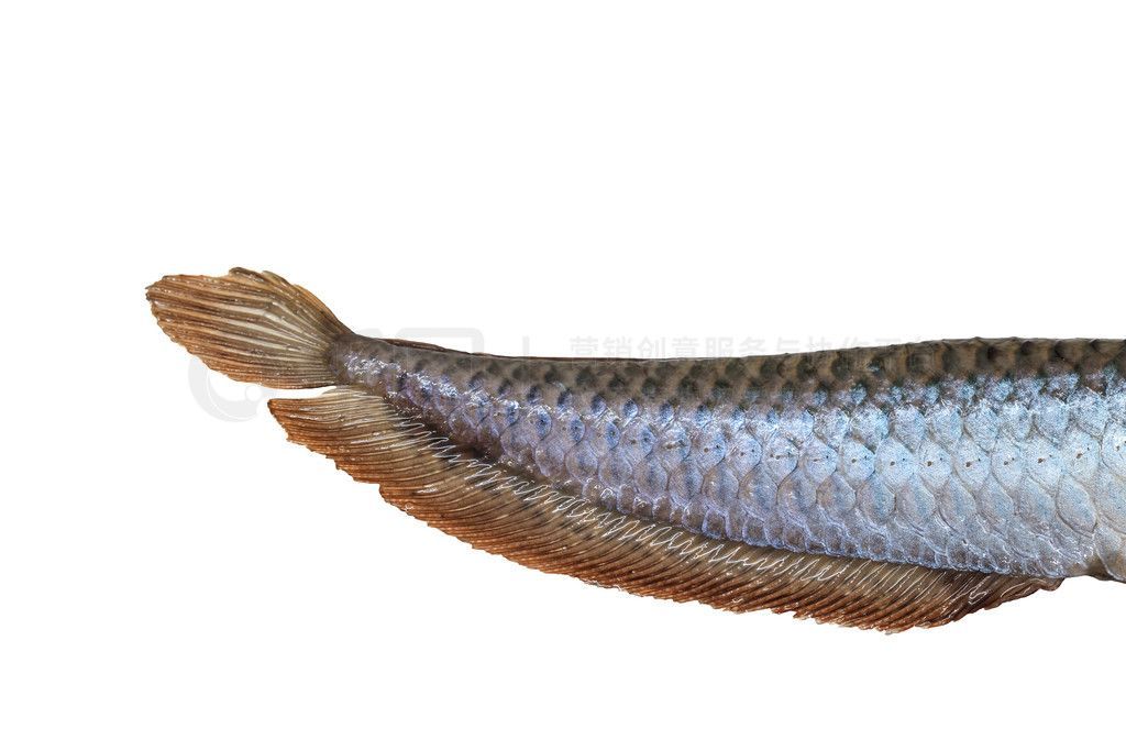 龍魚編號900172210519178【如何查詢特定的龍魚編號】