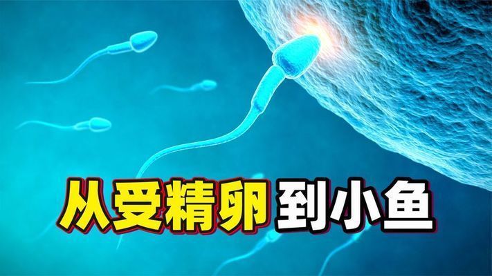 龍魚(yú)卵怎么受精孵化（龍魚(yú)卵的受精和孵化需要提供適宜環(huán)境條件和細(xì)心的管理）