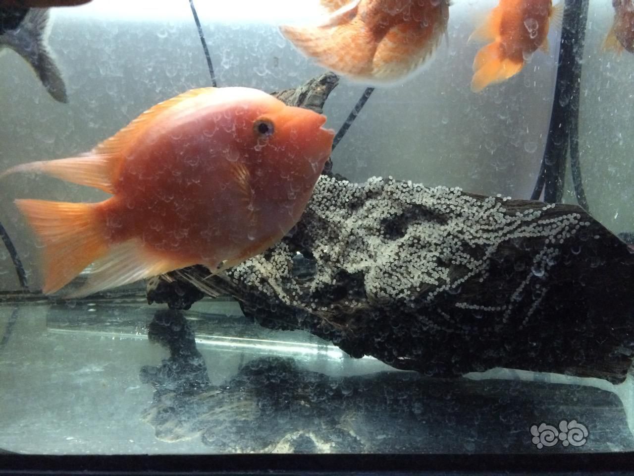 龍魚(yú)卵怎么受精孵化（龍魚(yú)卵的受精和孵化需要提供適宜環(huán)境條件和細(xì)心的管理）