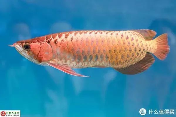 新手養龍魚用什么練手比較好：新手養龍魚時選擇星點龍魚或銀龍魚或銀龍魚作為練手機型