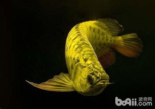 拍攝龍魚需要哪些技巧？