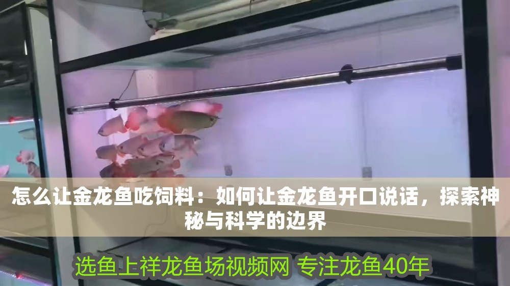 怎么讓金龍魚吃飼料：如何讓金龍魚開口說話，探索神秘與科學的邊界