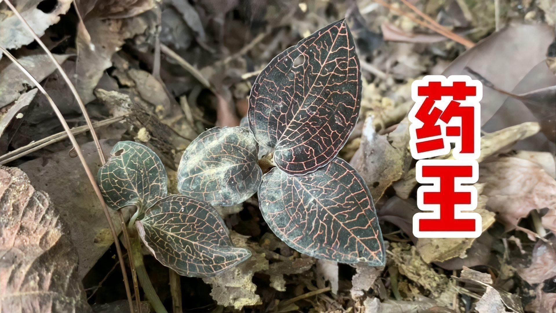 金線蓮 龍魚百科 第1張 金線蓮 金線蓮 龍魚百科 第1張