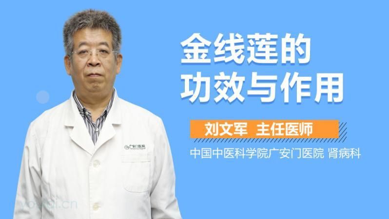 金線蓮 龍魚百科 第3張 金線蓮 金線蓮 龍魚百科 第3張
