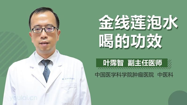 金線蓮 龍魚百科 第8張 金線蓮 金線蓮 龍魚百科 第8張