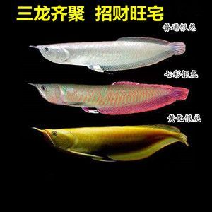 金龍魚紅眼：金龍魚眼睛變紅的原因可能有多種金龍魚眼睛變紅的原因