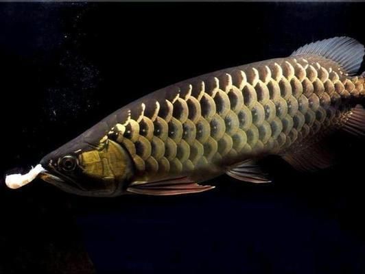 什么樣金龍魚是好的呢（判斷金龍魚好壞的標準，紅龍魚與過背金龍魚區別）