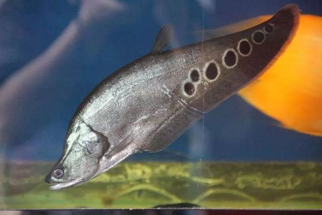 龍魚能跟招財混養嗎（龍魚和招財貓可以混養嗎）