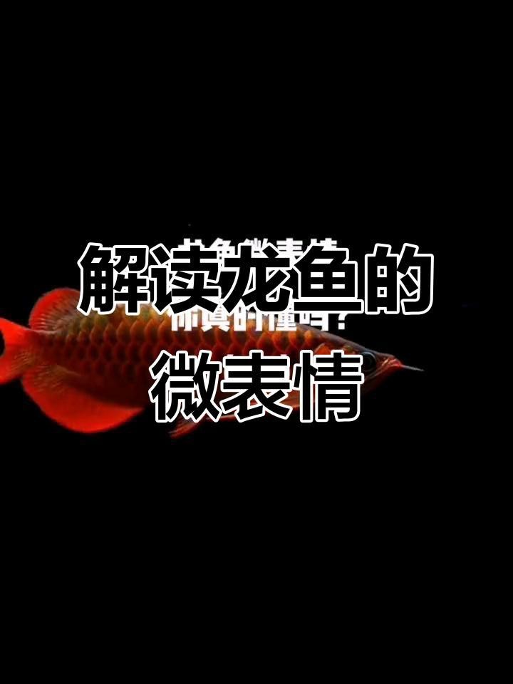 如何判斷龍魚是否恢復正常？