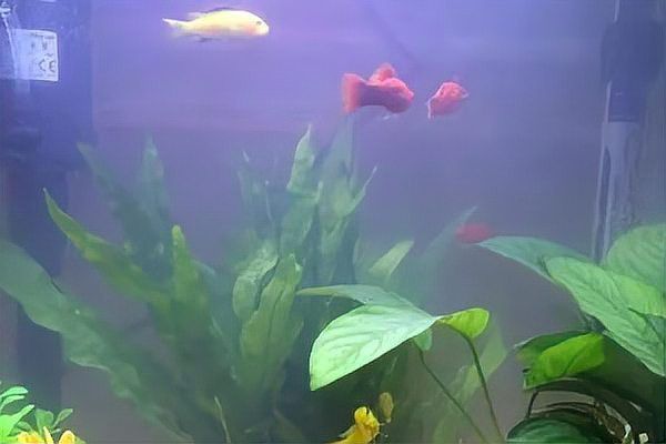 哪些水草可以與過背金龍魚混養？