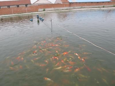 祥龍魚場觀賞魚怎么養(yǎng)的好（新手養(yǎng)觀賞魚怎么養(yǎng)殖觀賞魚的日常管理要點(diǎn)）