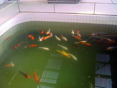 祥龍魚場觀賞魚怎么養(yǎng)的好（新手養(yǎng)觀賞魚怎么養(yǎng)殖觀賞魚的日常管理要點(diǎn)）