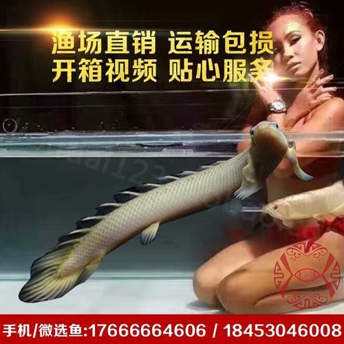 恐龍魚和恐龍王魚區(qū)別在哪兒圖片