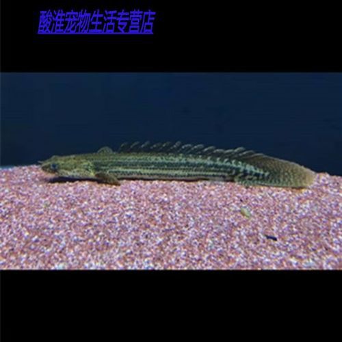 恐龍魚和恐龍王魚區(qū)別在哪兒圖片
