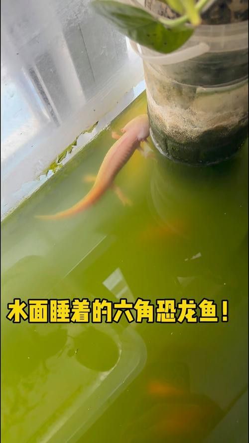 恐龍魚和恐龍王魚區(qū)別在哪兒圖片