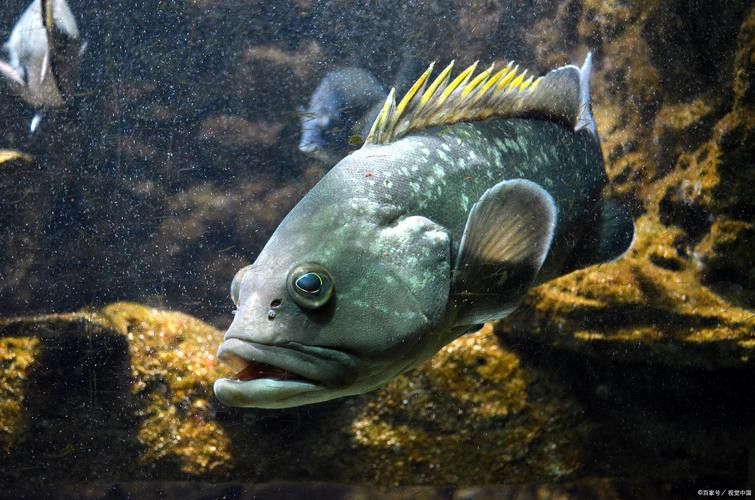恐龍魚和恐龍王魚區(qū)別在哪兒圖片