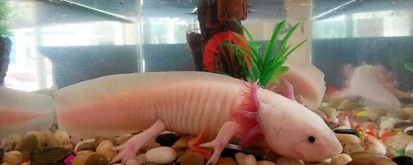 六角恐龍魚的危害有哪些（六角恐龍魚感染水霉病的危害其影響）