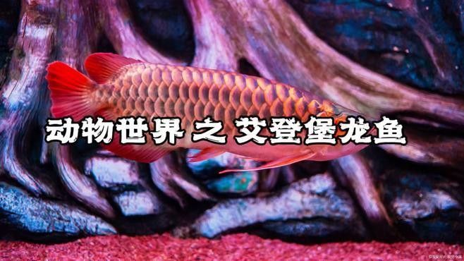 龍魚發光器官是如何工作的？ 龍魚發光器官是如何工作的？ 龍魚百科 第1張