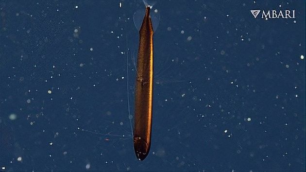 龍魚發光器官是如何工作的？ 龍魚發光器官是如何工作的？ 龍魚百科 第5張