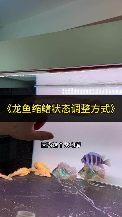 哪種方法保存龍魚效果最好？