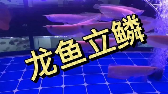 龍魚(yú)剛到家不吃東西：龍魚(yú)立鱗的原因?yàn)槭裁? title=