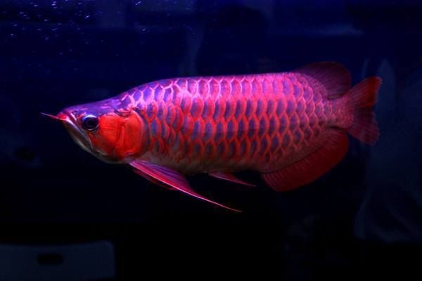龍魚(yú)剛到家不吃東西：龍魚(yú)立鱗的原因?yàn)槭裁? title=