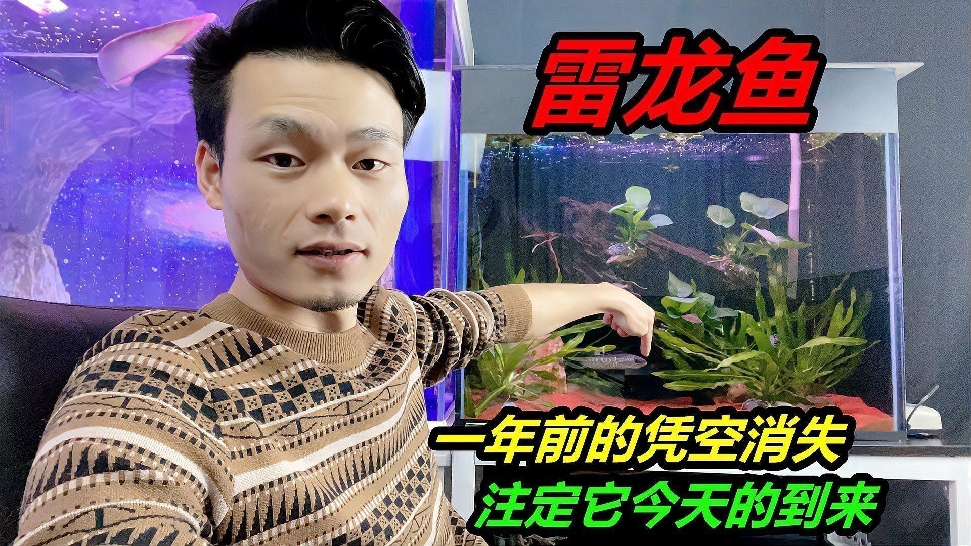 為什么雷龍魚那么貴呢圖片