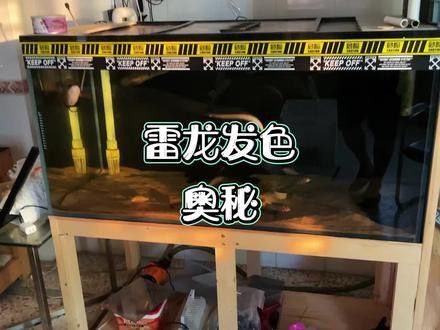 為什么雷龍魚那么貴呢圖片