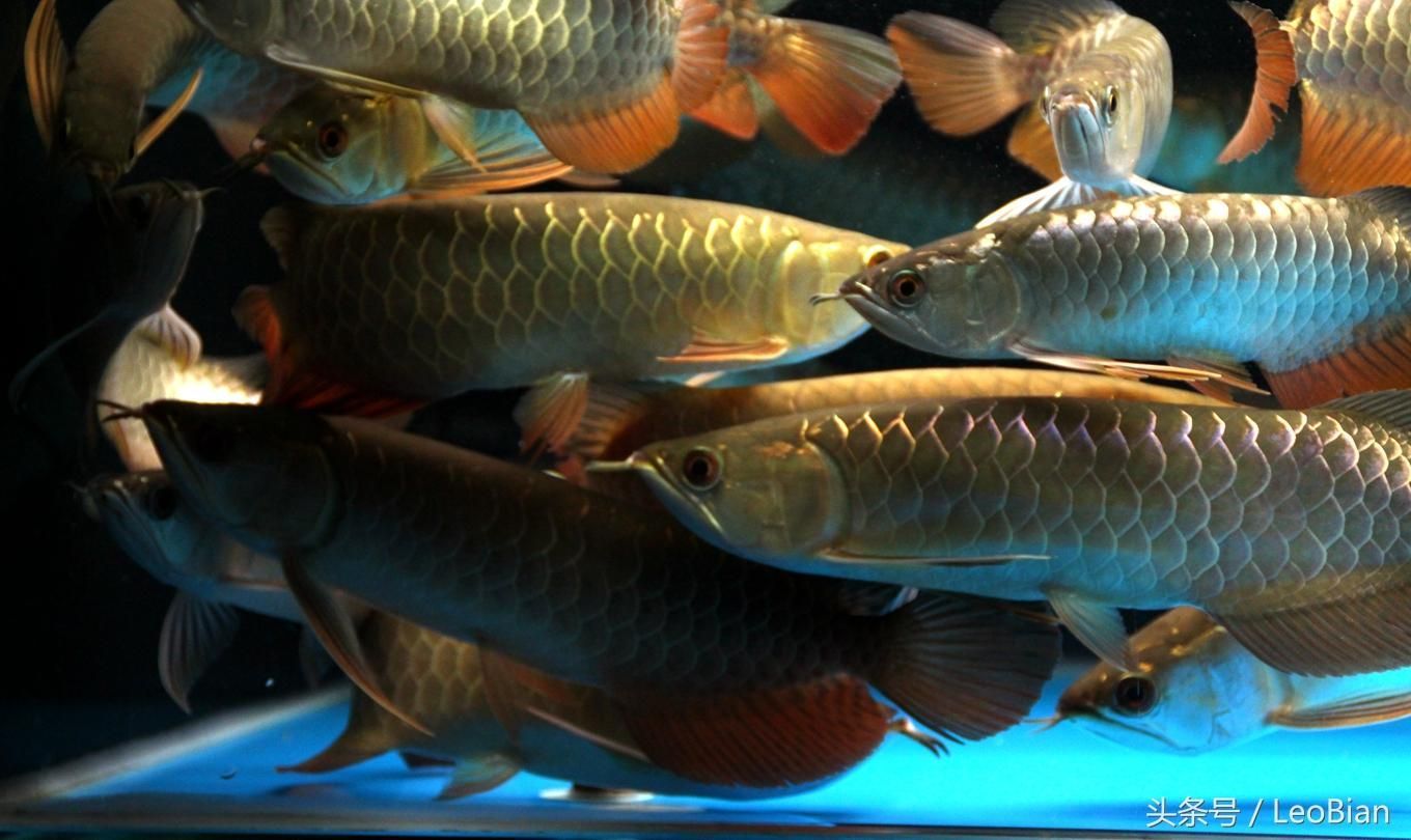 超大金龍魚兩條：超大金龍魚在市場上的價值與其大小、健康狀況有關 超大金龍魚兩條：超大金龍魚在市場上的價值與其大小、健康狀況有關 龍魚百科 第1張