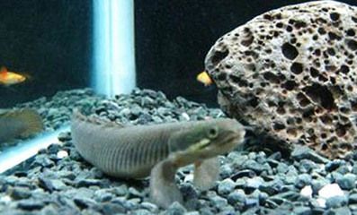 六角恐龍魚的原名是什么：六角恐龍魚的原名