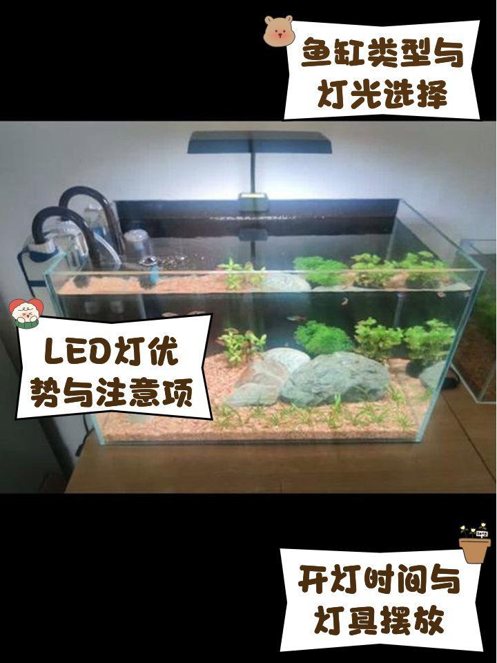 金魚用白燈好還是用藍白燈