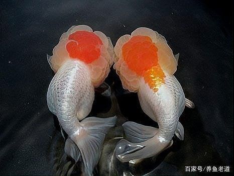 金魚用白燈好還是用藍白燈